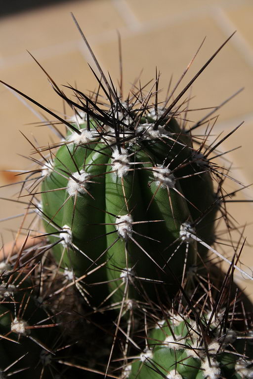 کاکتوس خلال دندان